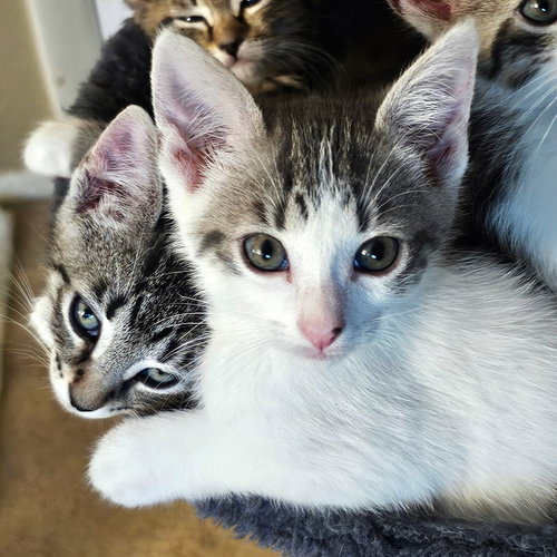 Rose, Baby Domestic Short Hair / Mixed (short coat), cat for adoption in St. Cloud, Florida