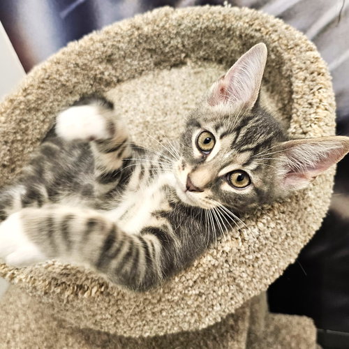 Stella, Baby Domestic Short Hair / Mixed (short coat), cat for adoption in St. Cloud, Florida