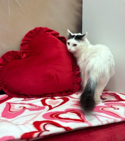 Morgan