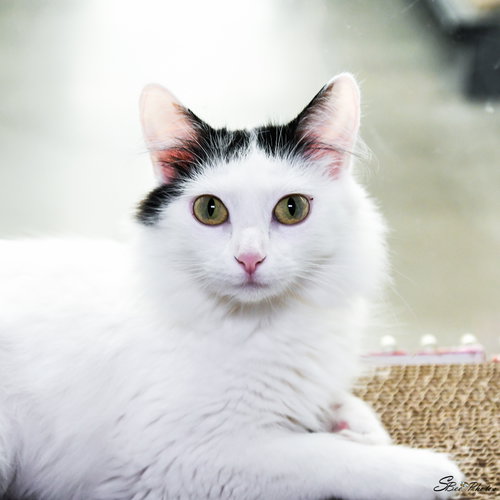 Morgan, an adoptable Domestic Short Hair in St. Cloud, FL