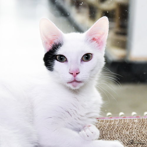 Logan, an adoptable Domestic Short Hair in St. Cloud, FL