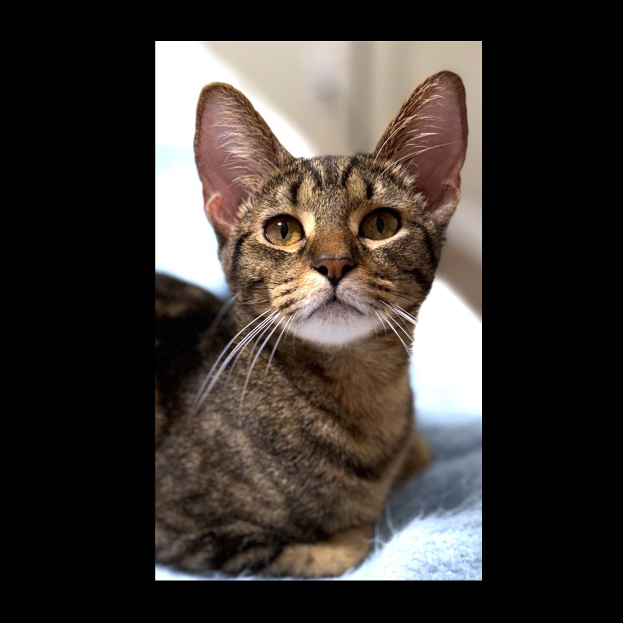 Hutch Image