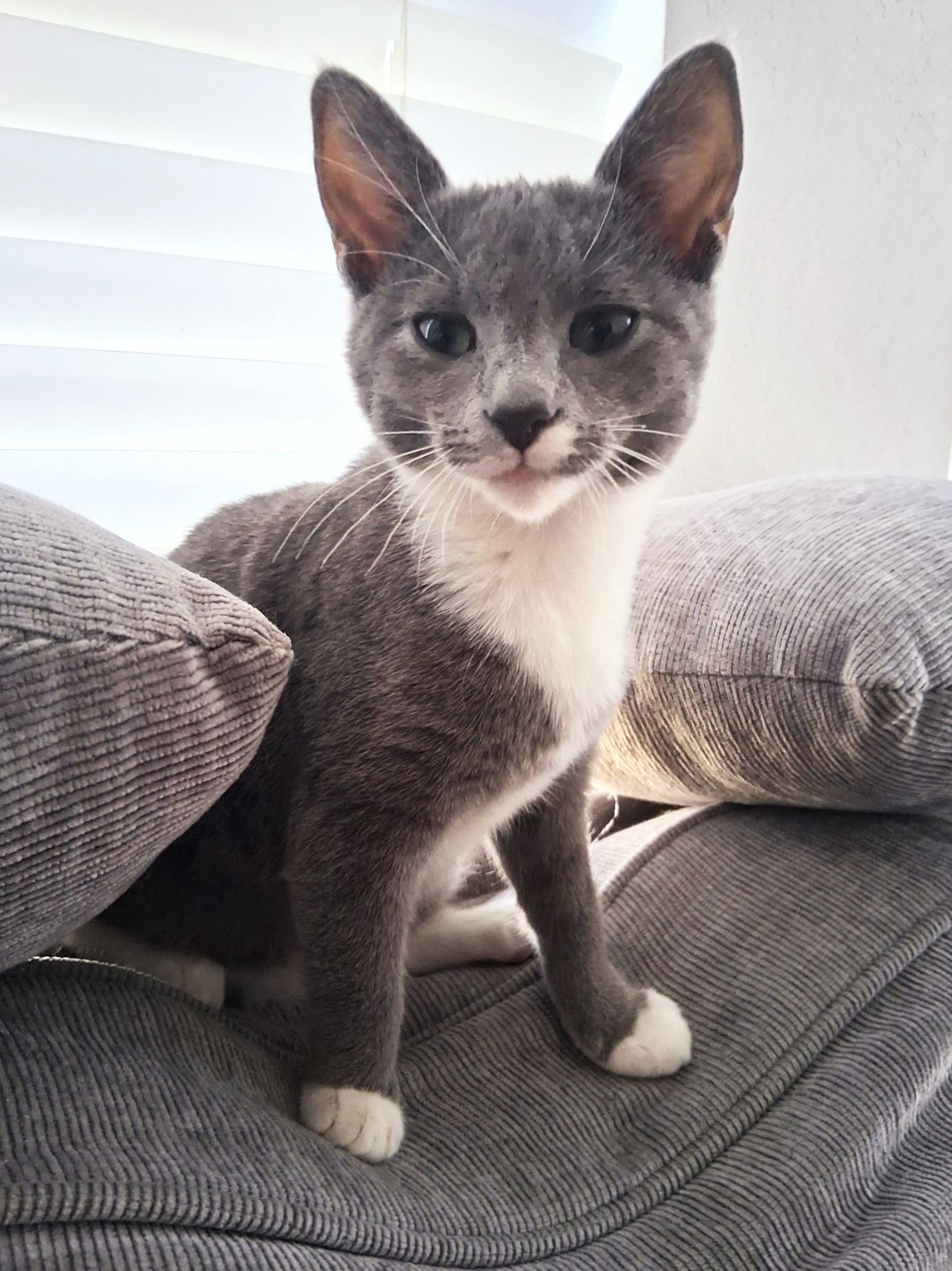 Misty