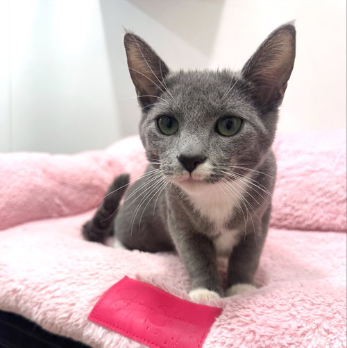 Misty, an adoptable Domestic Short Hair in St. Cloud, FL