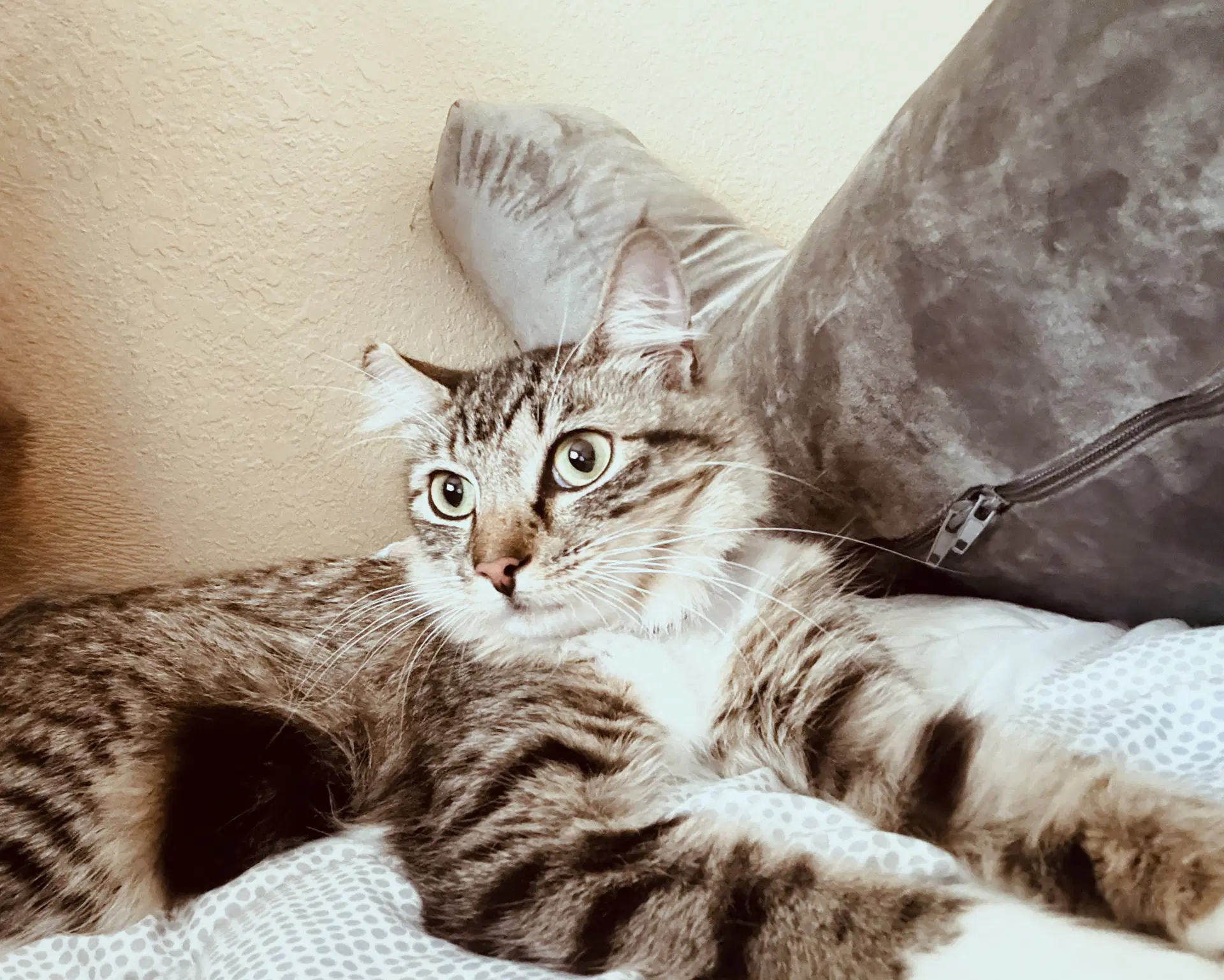 Chloe image 2