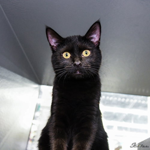Diggs, an adoptable Domestic Short Hair in St. Cloud, FL