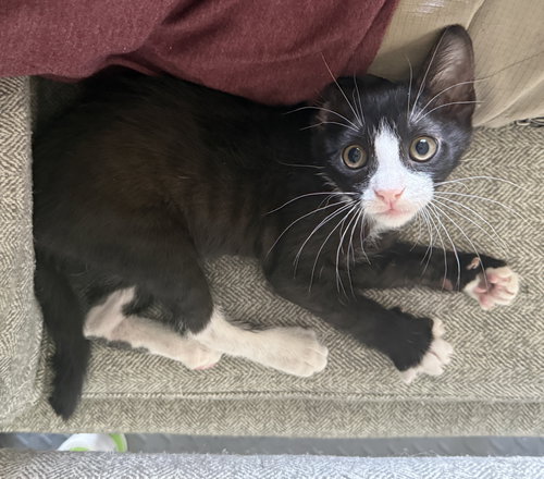 Lily (Lefty), Baby Domestic Short Hair / Mixed (short coat), cat for adoption in St. Cloud, Florida