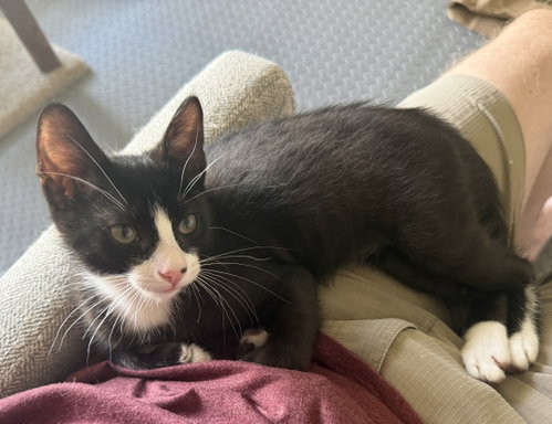 Steven, Baby Domestic Short Hair / Mixed (short coat), cat for adoption in St. Cloud, Florida
