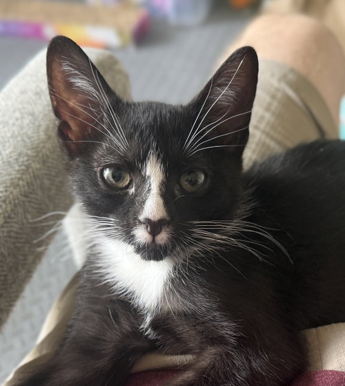 Iris, Baby Domestic Short Hair / Mixed (short coat), cat for adoption in St. Cloud, Florida