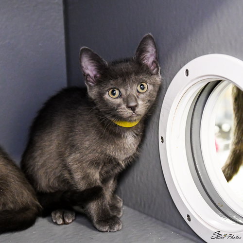 Miles, an adoptable Domestic Short Hair in St. Cloud, FL