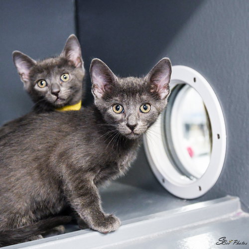 Malik, an adoptable Domestic Short Hair in St. Cloud, FL
