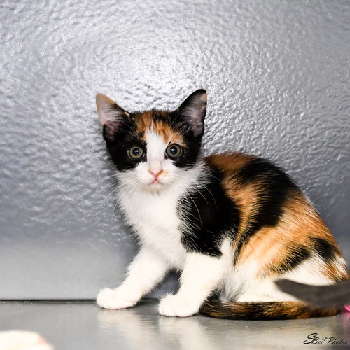 Mollie, an adoptable Domestic Short Hair in St. Cloud, FL