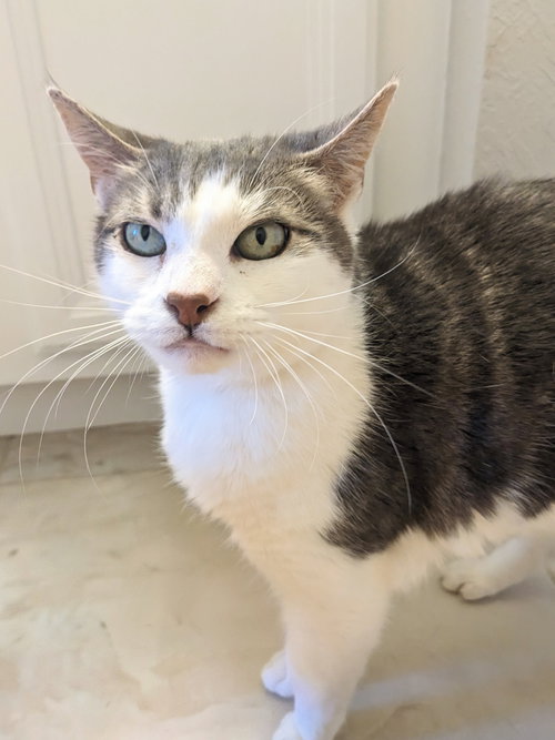 Tipsy, Senior Domestic Short Hair / Mixed (short coat), cat for adoption in St. Cloud, Florida