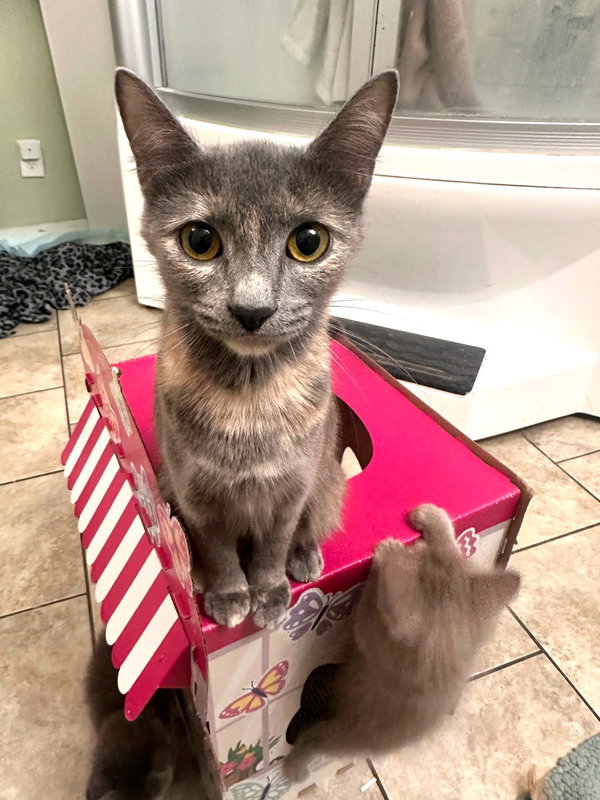 Cleo