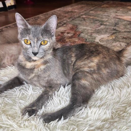 Cleo