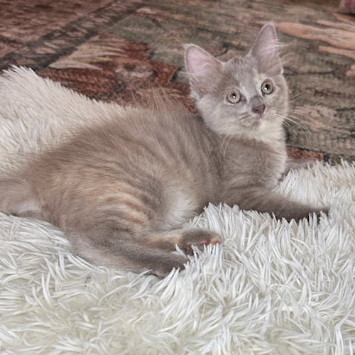Aurora, an adoptable Domestic Long Hair in St. Cloud, FL