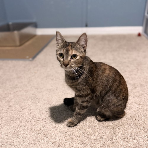 Alicent, Young Domestic Short Hair / Mixed (short coat), cat for adoption in St. Cloud, Florida