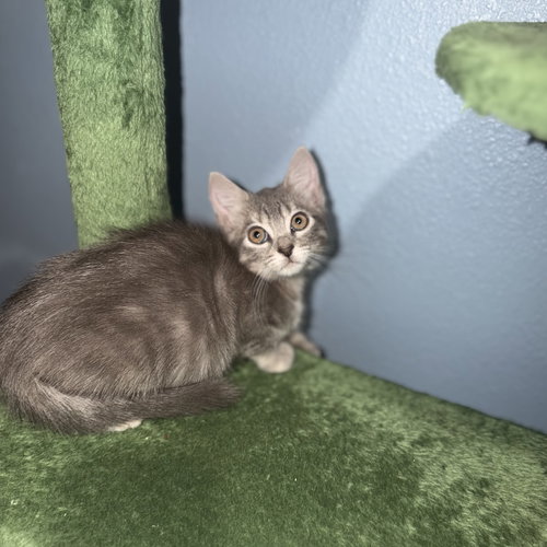 Aegon, Baby Domestic Medium Hair / Mixed (medium coat), cat for adoption in St. Cloud, Florida
