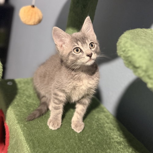 Halaena, Baby Domestic Short Hair / Mixed (short coat), cat for adoption in St. Cloud, Florida