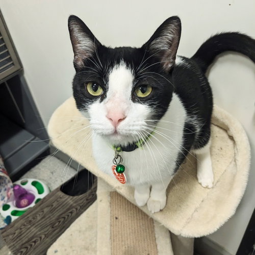 Loki (Anita), an adoptable Domestic Short Hair in St. Cloud, FL