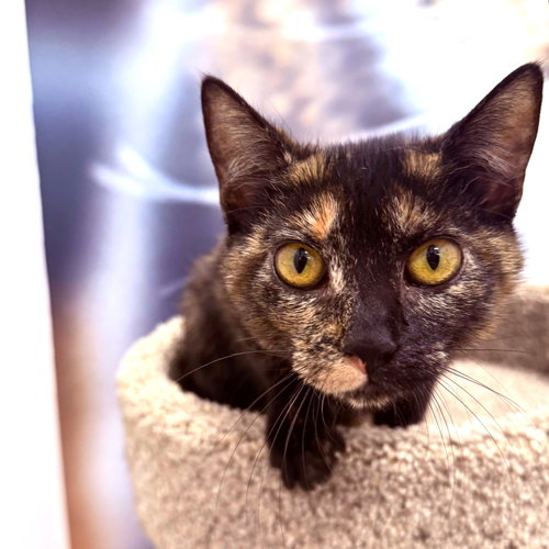 Callistia, an adoptable Domestic Short Hair in St. Cloud, FL