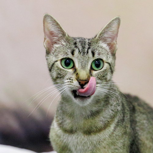 Maye, an adoptable Domestic Short Hair in St. Cloud, FL