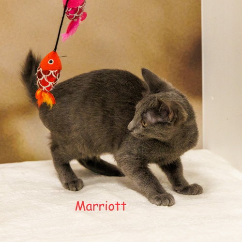 Marriott