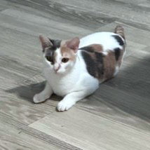 KitKat
