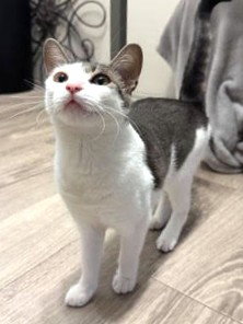 Kiko, Young Domestic Short Hair / Mixed (short coat), cat for adoption in St. Cloud, Florida