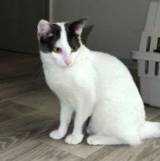Doughnut, Young Domestic Short Hair / Mixed (short coat), cat for adoption in St. Cloud, Florida