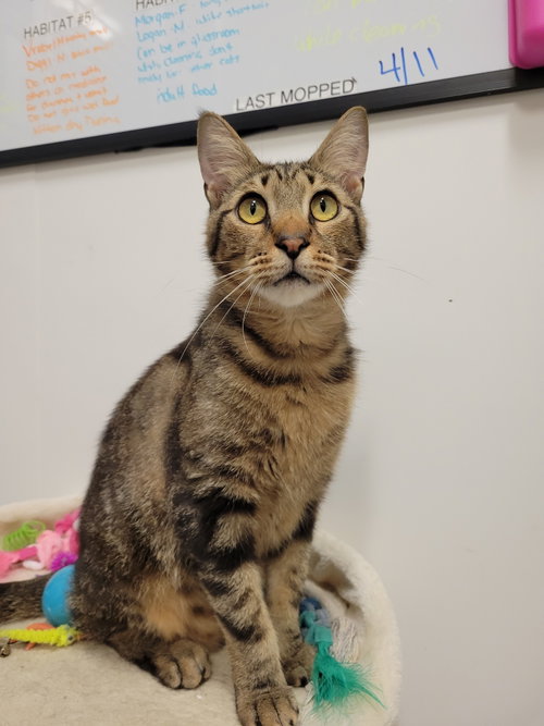 Moosho, Young Domestic Medium Hair / Mixed (medium coat), cat for adoption in St. Cloud, Florida
