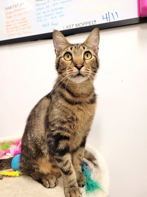 Moosho, Young Domestic Short Hair / Mixed (medium coat), cat for adoption in Altamonte Springs, Florida