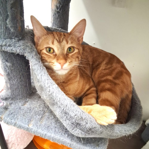 Chancey, Young Domestic Short Hair / Mixed (short coat), cat for adoption in St. Cloud, Florida