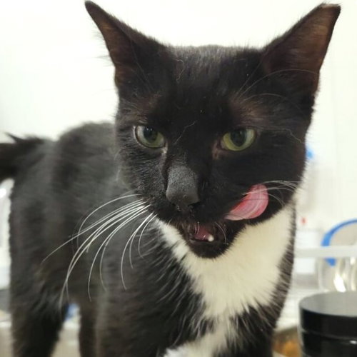 Domino, Young Domestic Short Hair / Mixed, cat for adoption in St. Cloud, Florida