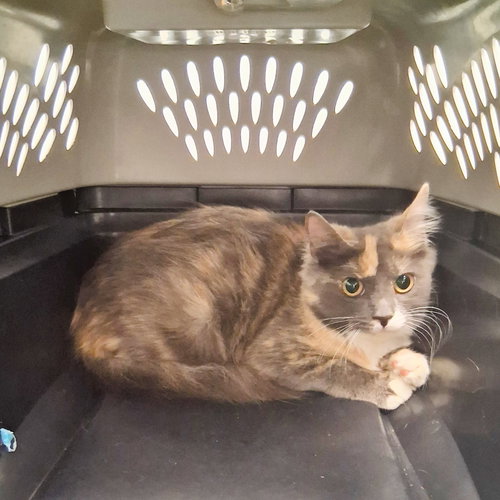 Fancy, Young Domestic Short Hair / Mixed (short coat), cat for adoption in St. Cloud, Florida