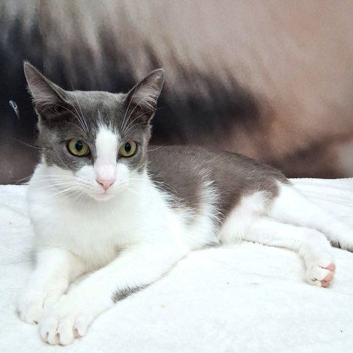 Dustin, Young Domestic Short Hair / Manx / Mixed (short coat), cat for adoption in Altamonte Springs, Florida