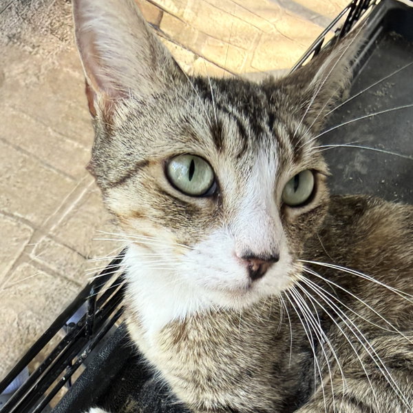 Nova