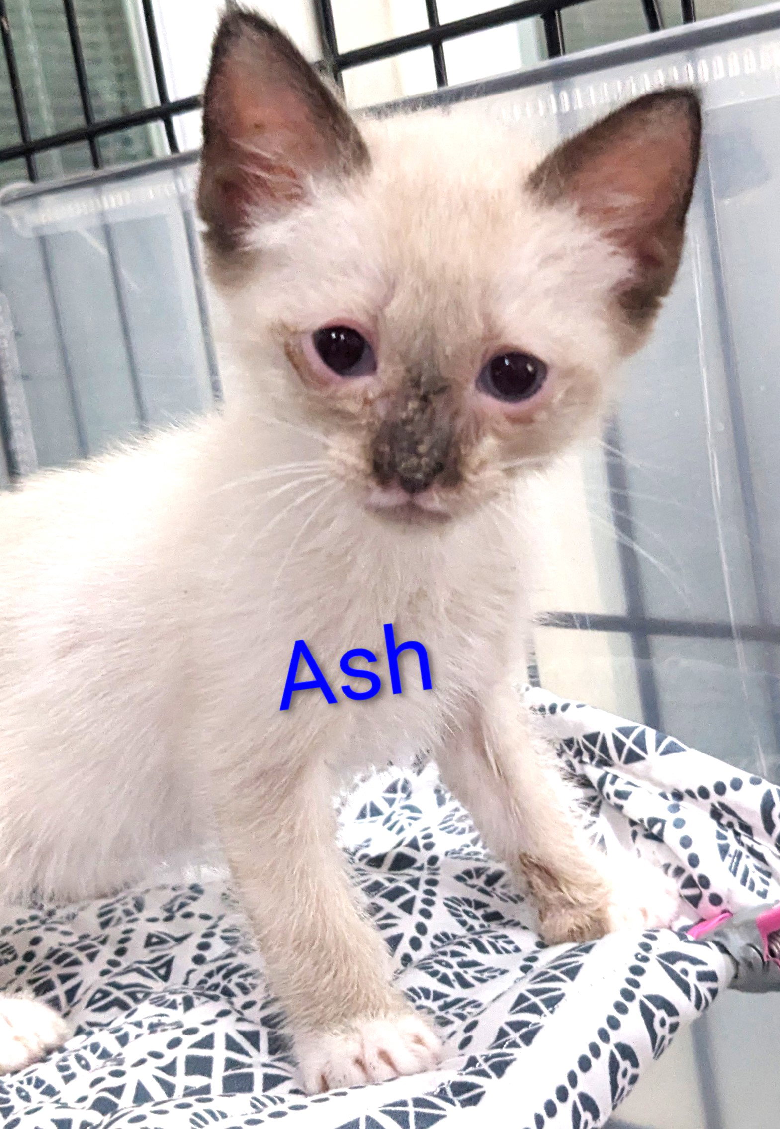 Ash