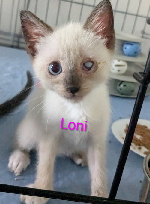 Loni, an adoptable Domestic Short Hair in St. Cloud, FL