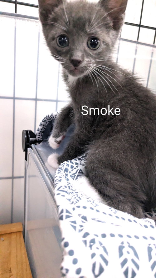 Smoke, an adoptable Domestic Short Hair in St. Cloud, FL