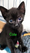 Coal