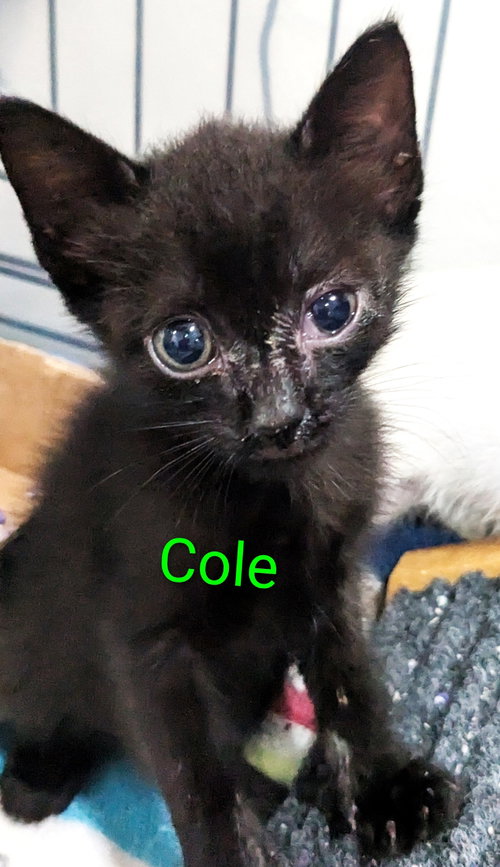 Cole