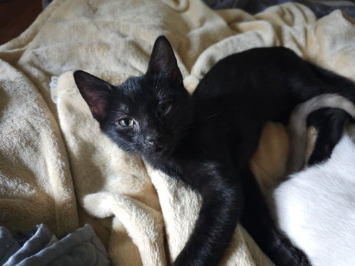 Coal photo 2