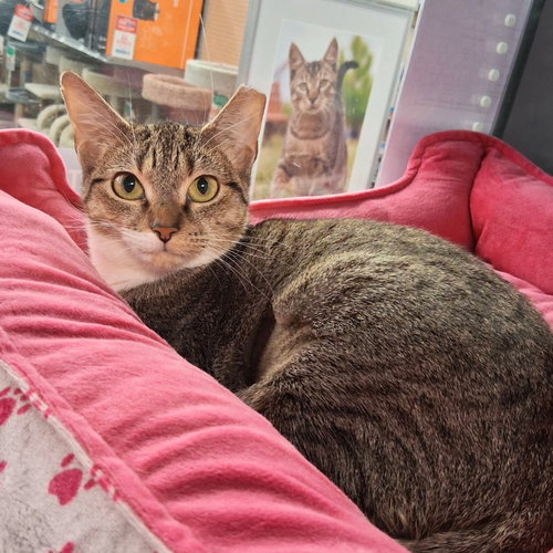 Twinkle, Young Domestic Short Hair / Mixed (short coat), cat for adoption in Altamonte Springs, Florida