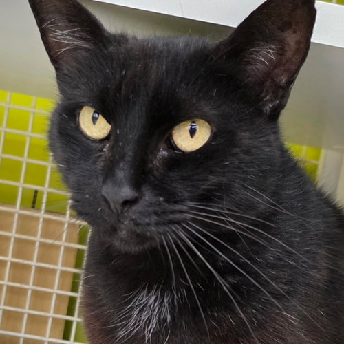 Miso, an adoptable Domestic Short Hair in St. Cloud, FL