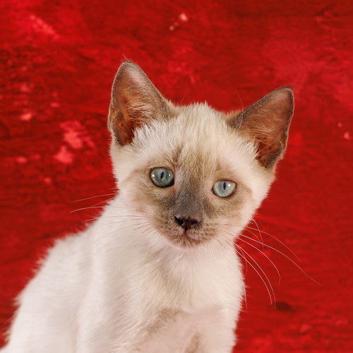 Tawney, an adoptable Siamese in St. Cloud, FL