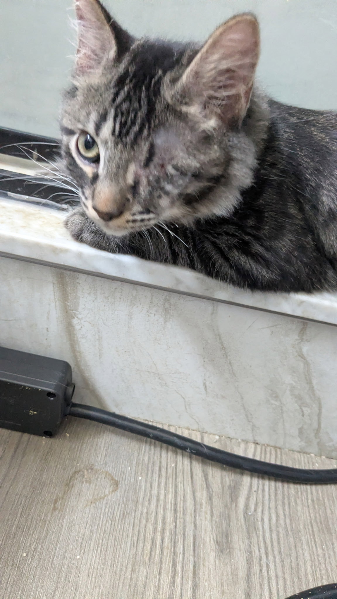 Zeus, photo 2