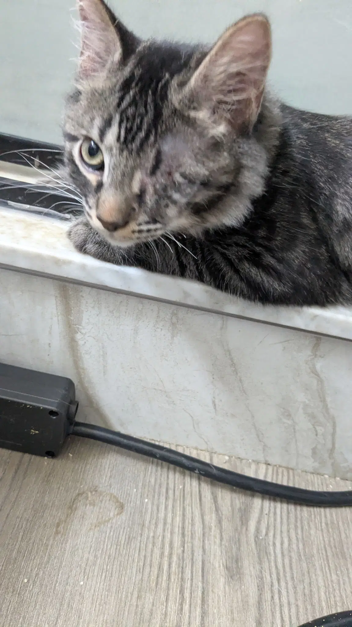Zeus image 2
