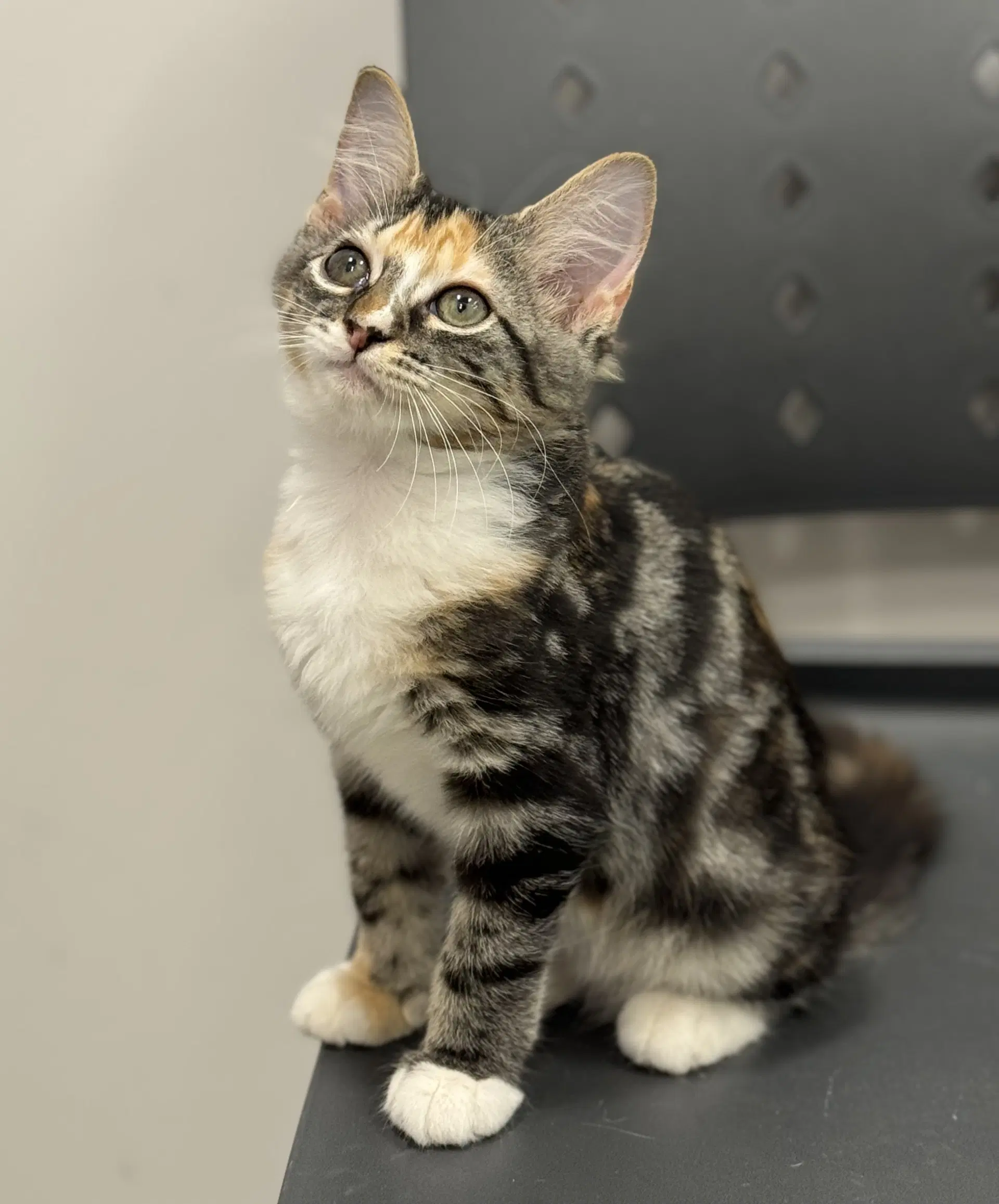 Athena - Calico