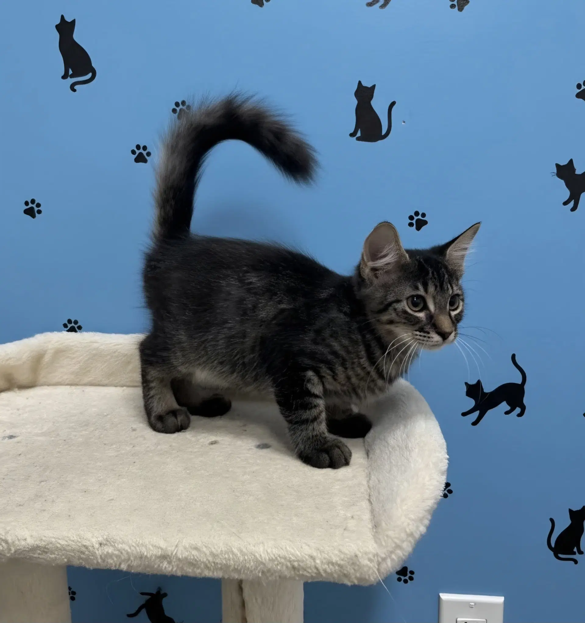 Ares - Domestic Long Hair